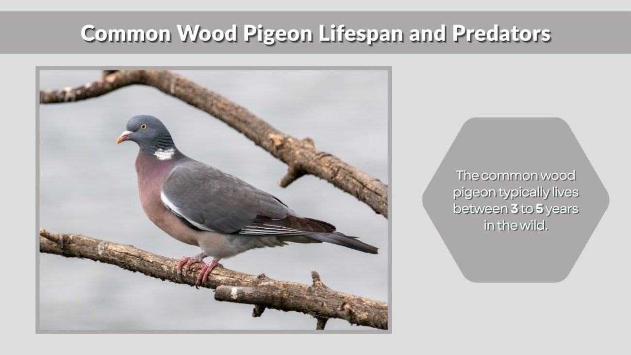 Common Wood Pigeon Lifespan and Predators