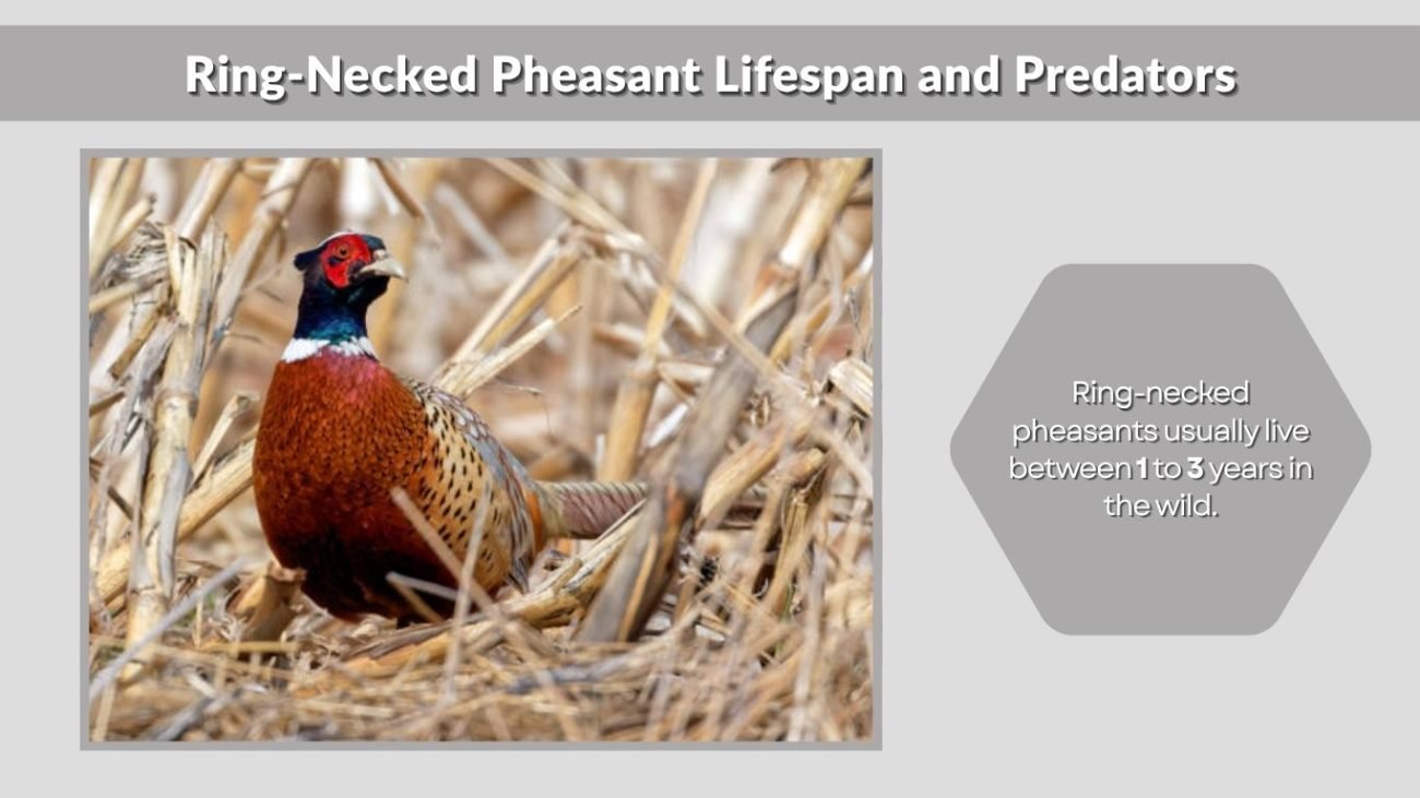 Ring-Necked Pheasant Lifespan and Predators