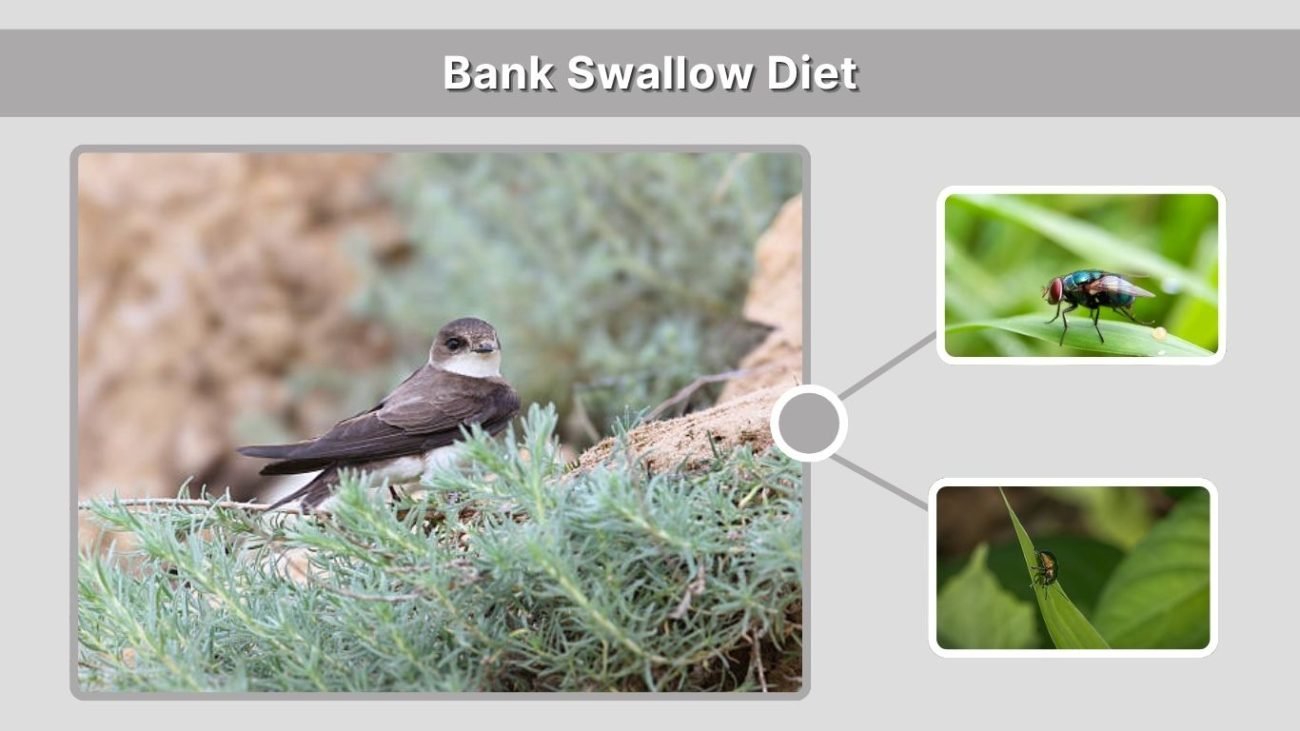 Bank Swallow Diet