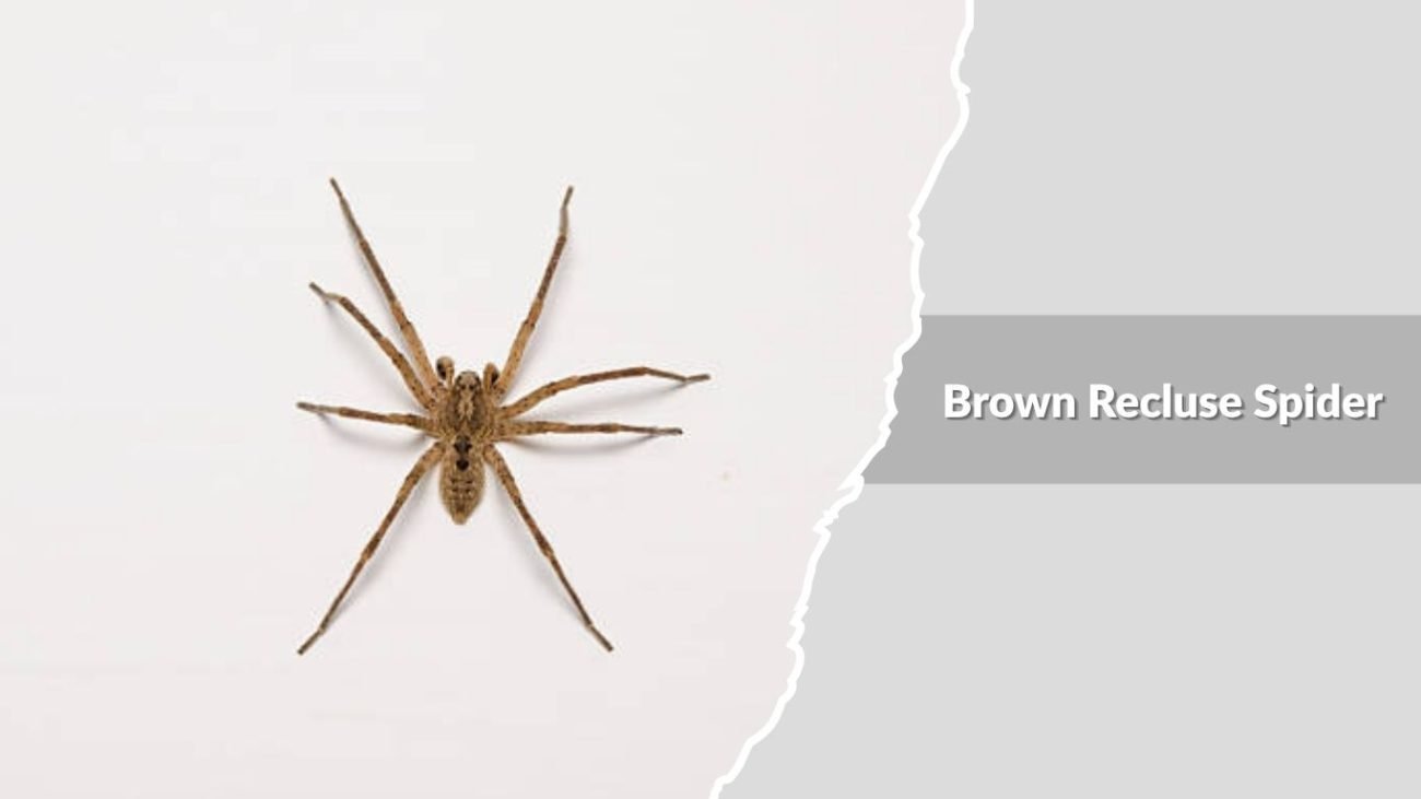 Brown Recluse Spider (Loxosceles reclusa)