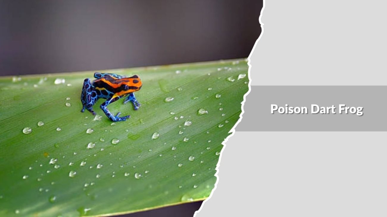 Poison Dart Frog