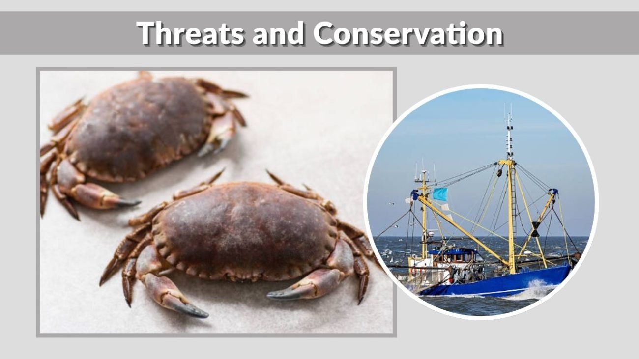 Threats and Conservation