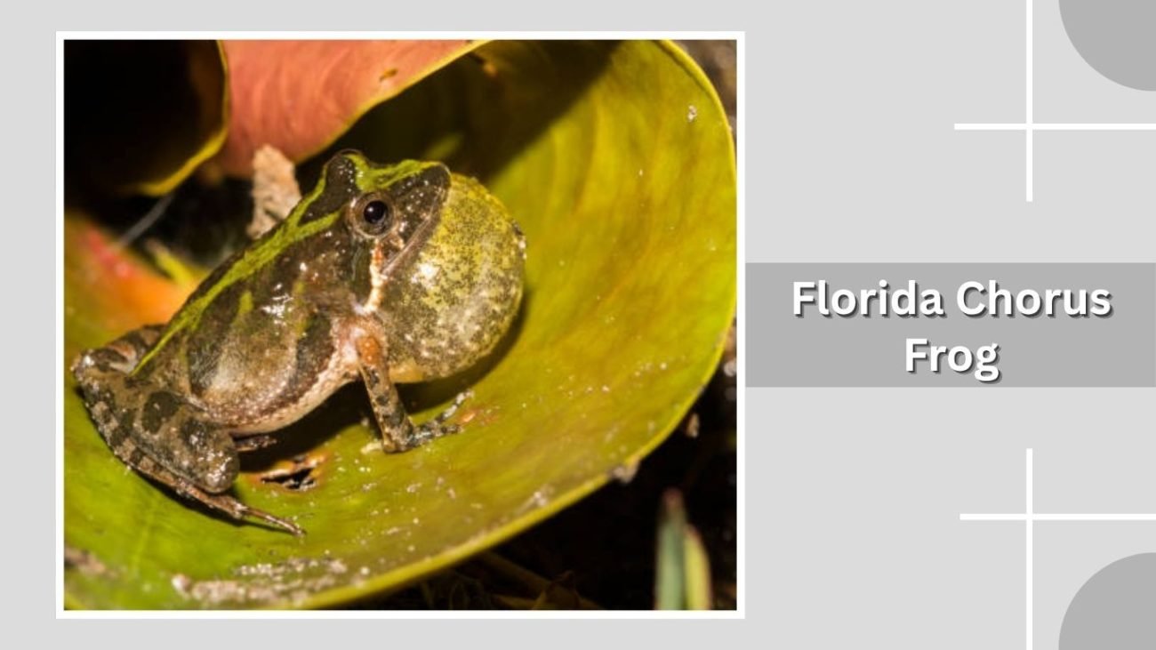 Florida Chorus Frog