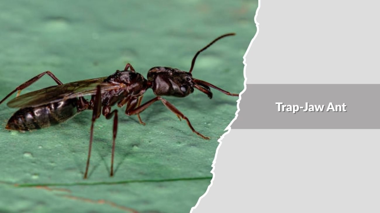 Trap-Jaw Ant