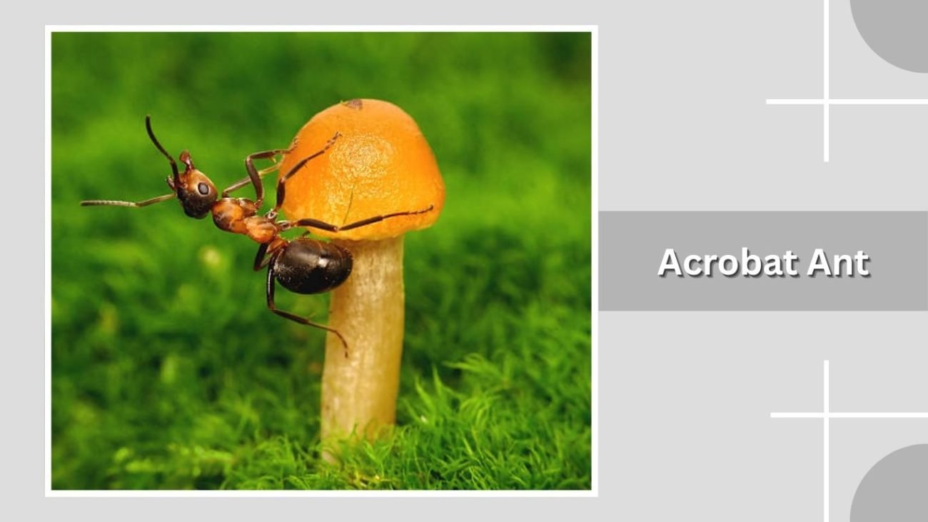 Acrobat Ant