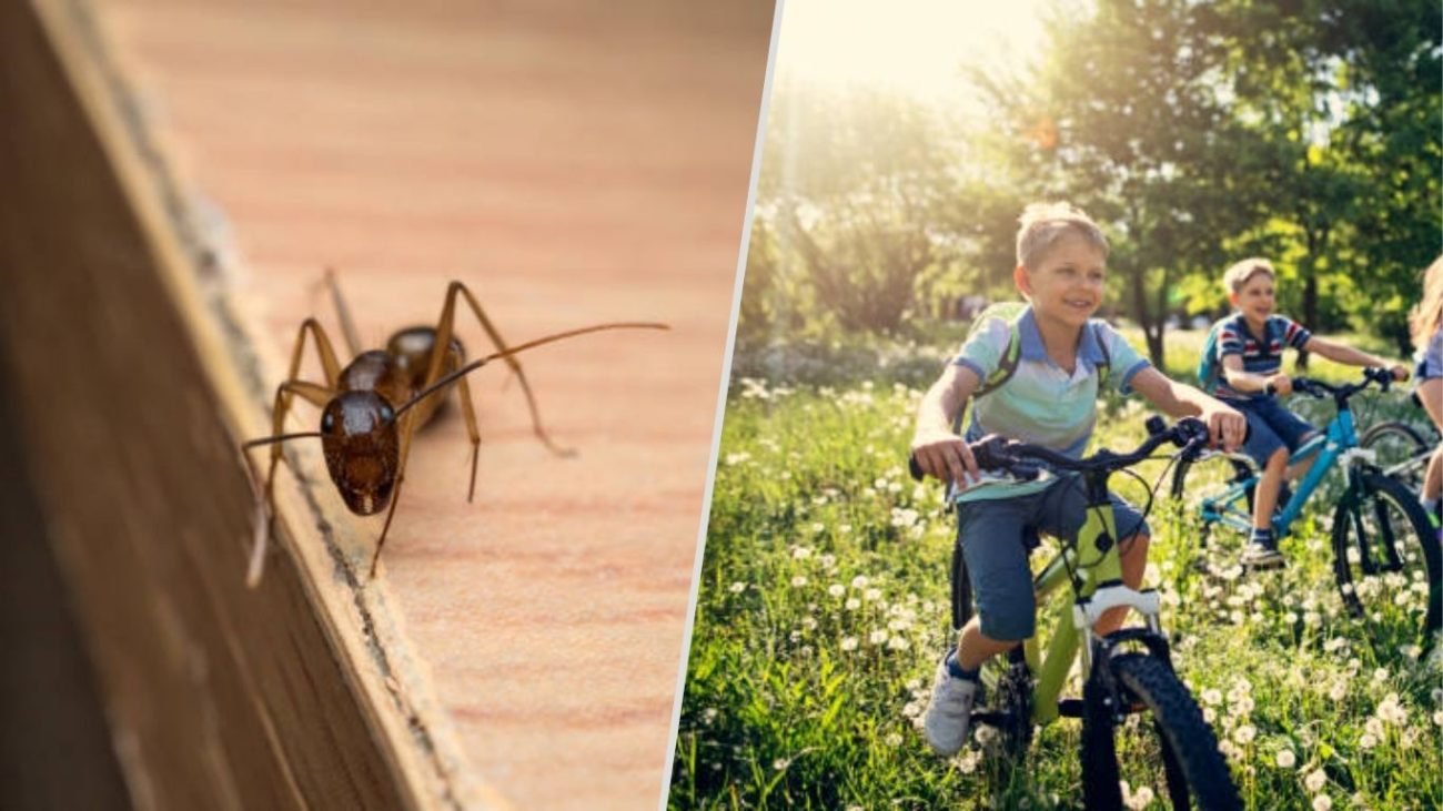Increased Ant Activity During Spring and Summer