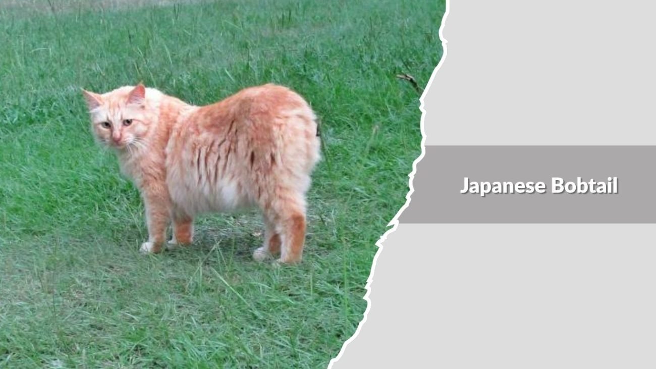 Japanese Bobtail
