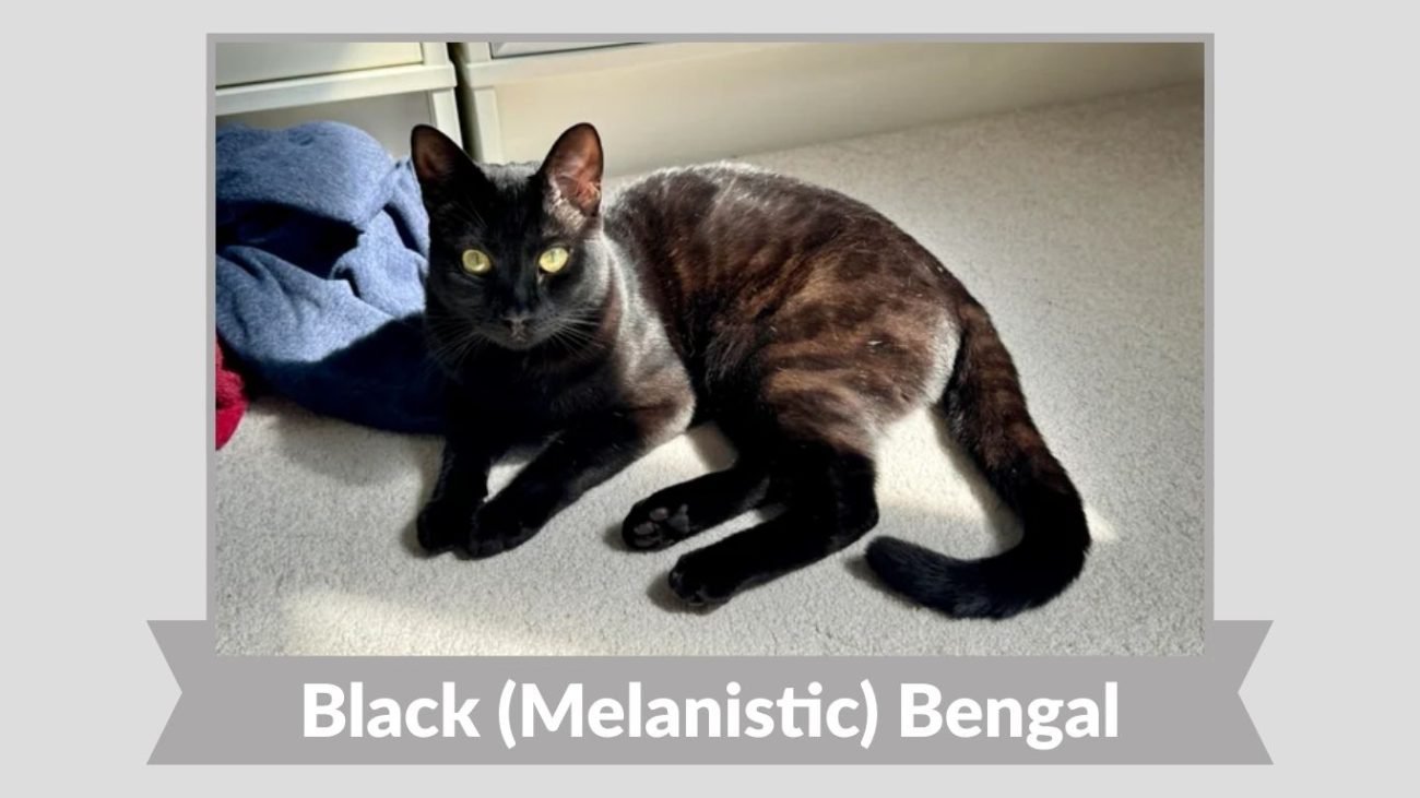 Black (Melanistic) Bengal