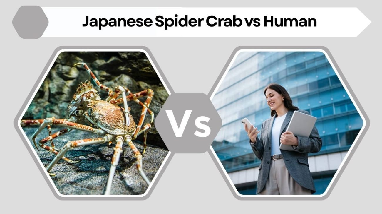 Japanese Spider Crab vs Human