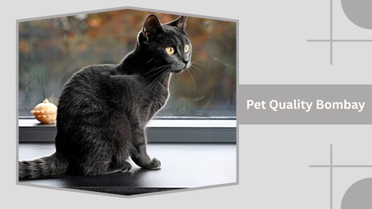 Pet Quality Bombay