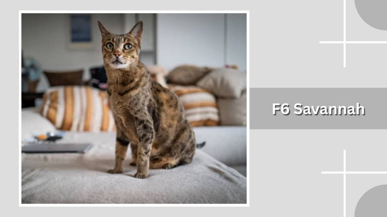 F6 Savannah
