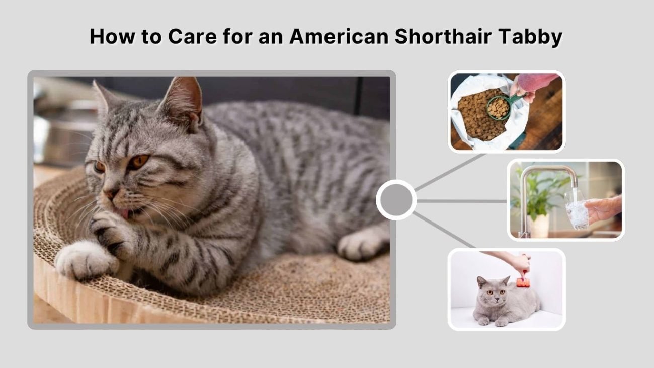 How to Care for an American Shorthair Tabby