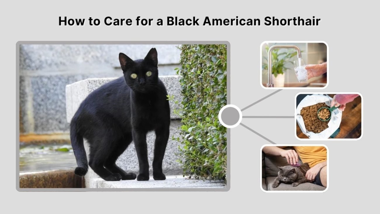 How to Care for a Black American Shorthair