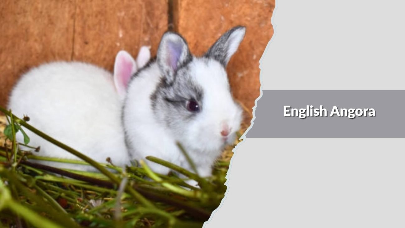 English Angora