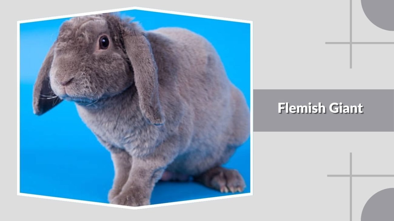 Flemish Giant
