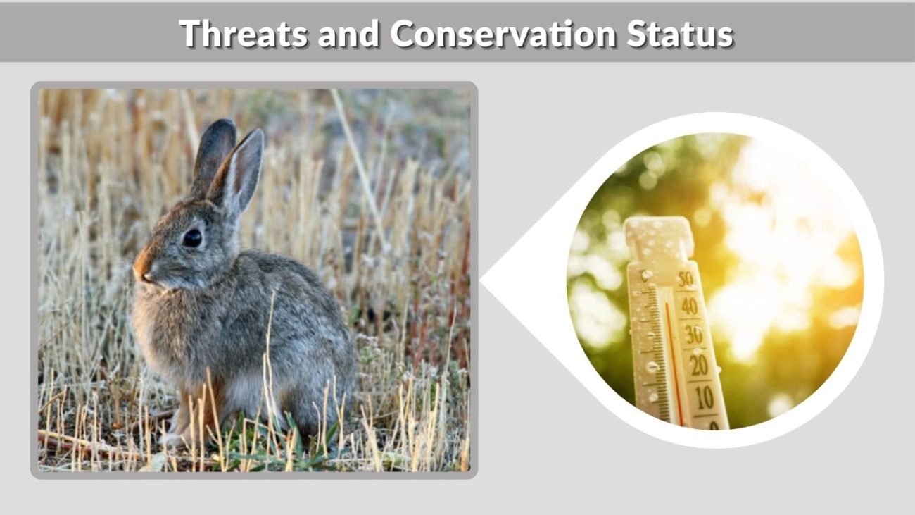 Threats and Conservation Status