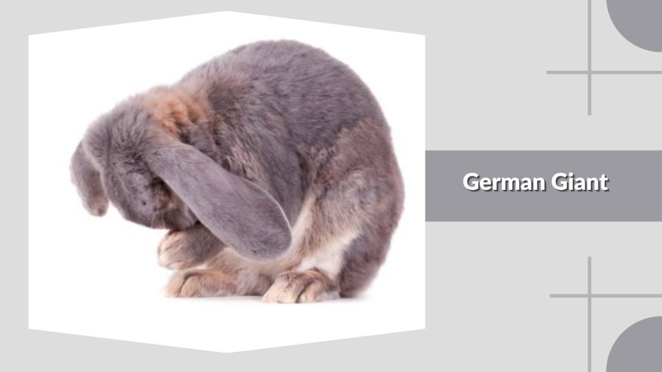 German Giant