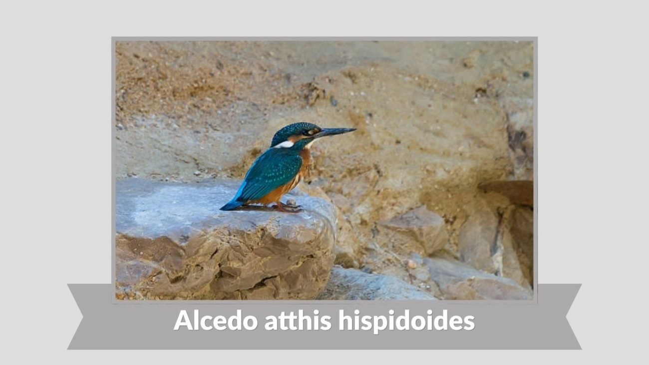 Alcedo atthis hispidoides
