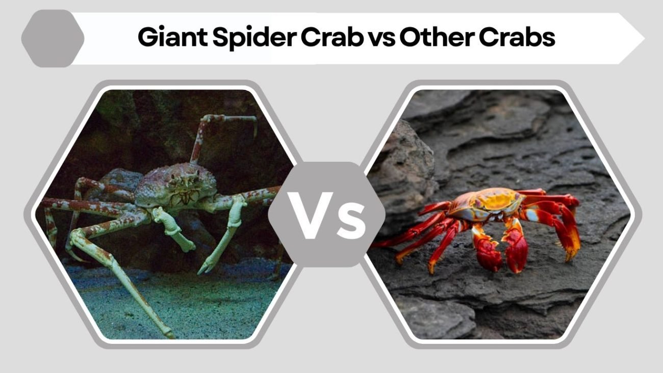 Giant Spider Crab vs Other Crabs