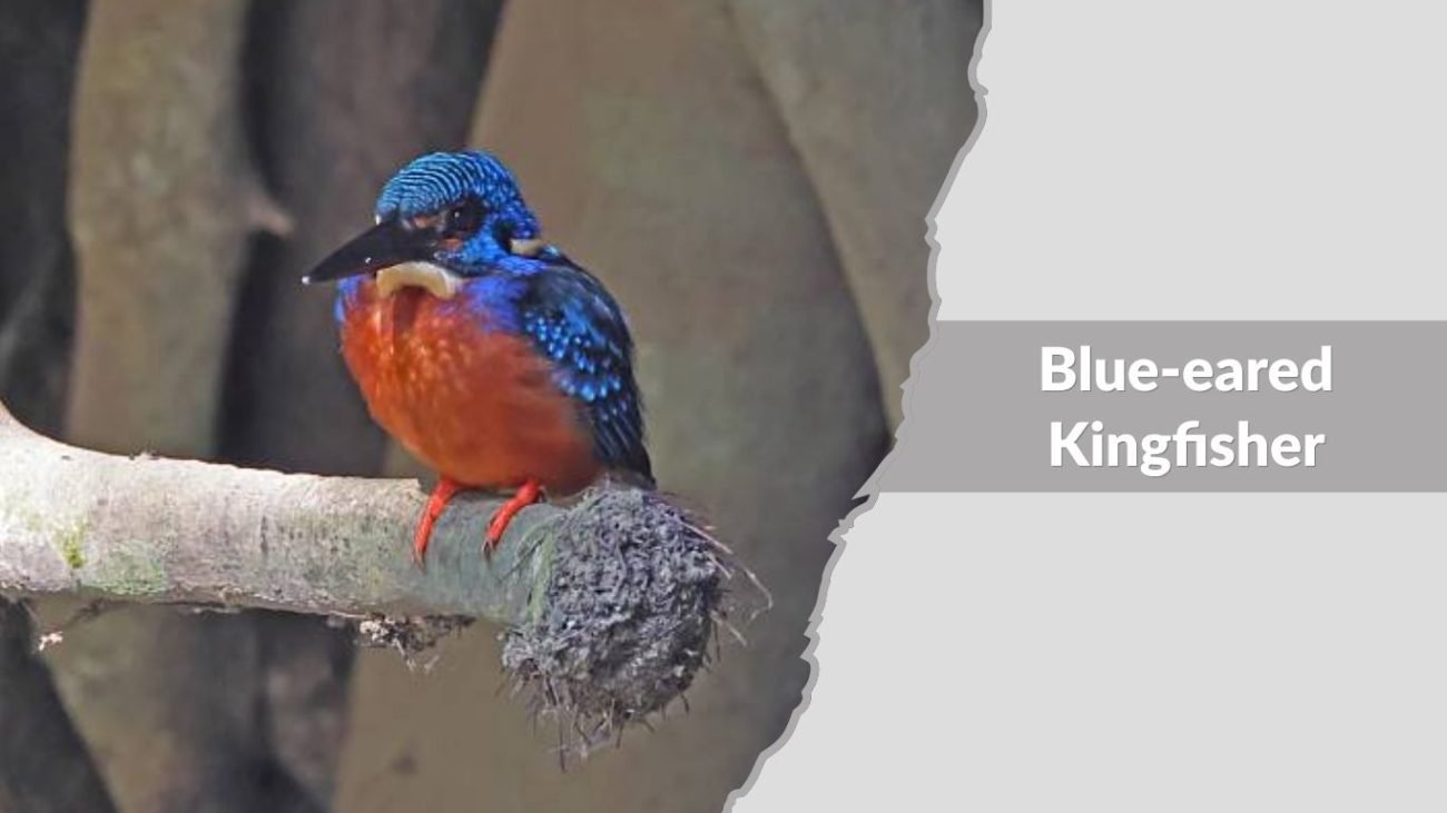 Blue-eared Kingfisher