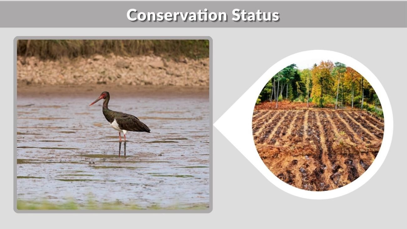 Conservation Status