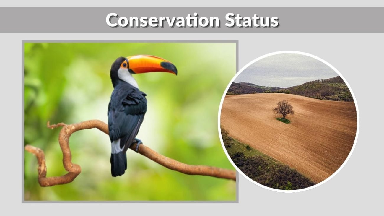 Conservation Status
