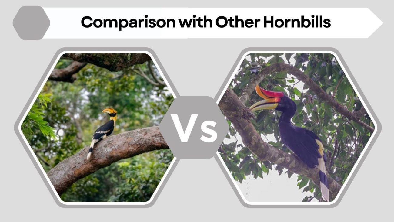 Comparison with Other Hornbills