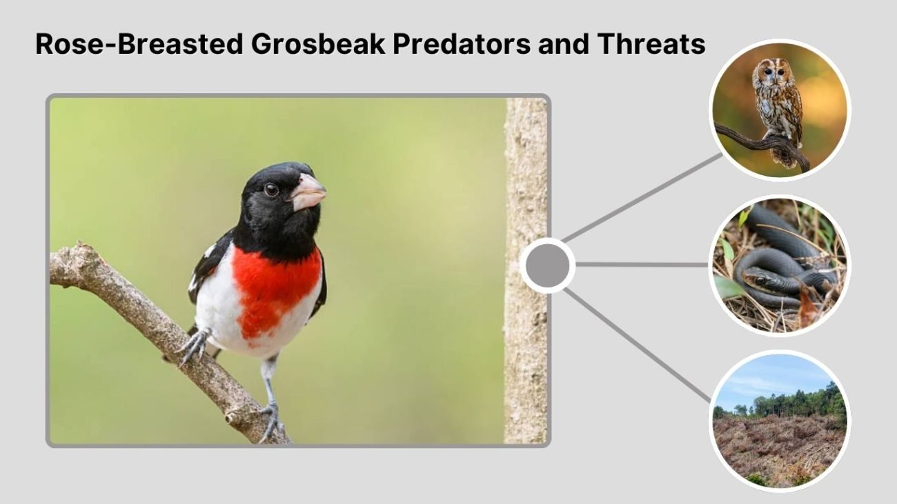 Rose-Breasted Grosbeak Predators and Threats