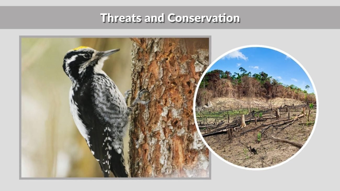 Threats and Conservation