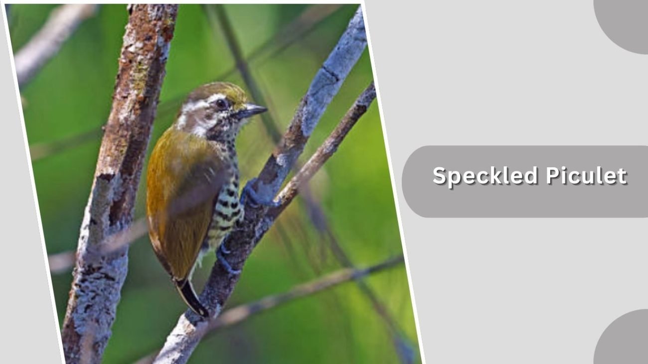 Speckled Piculet