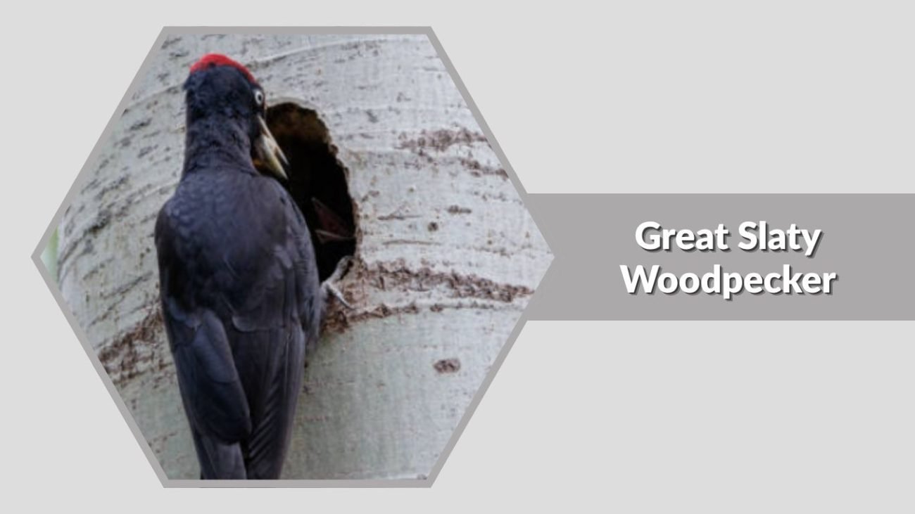 Great Slaty Woodpecker