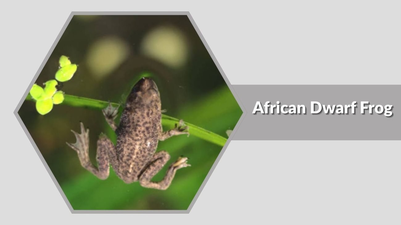 African Dwarf Frog