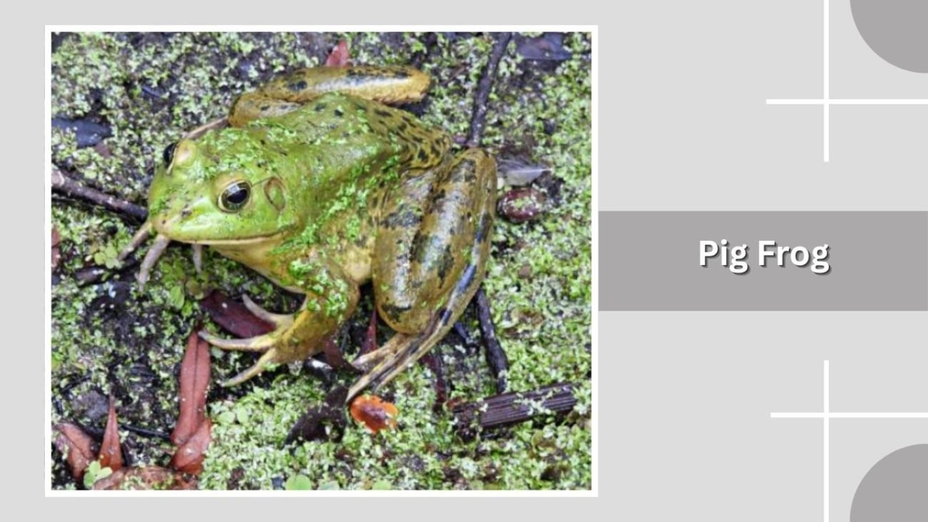 Pig Frog
