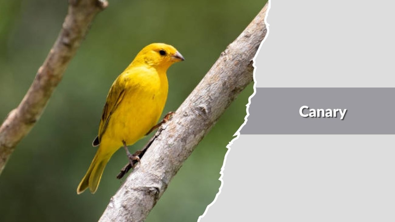 Canary