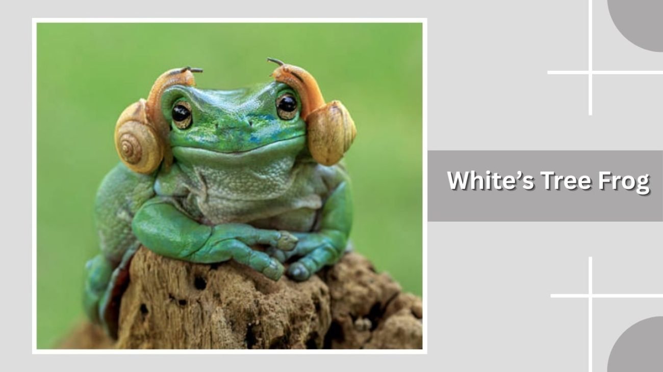 White’s Tree Frog
