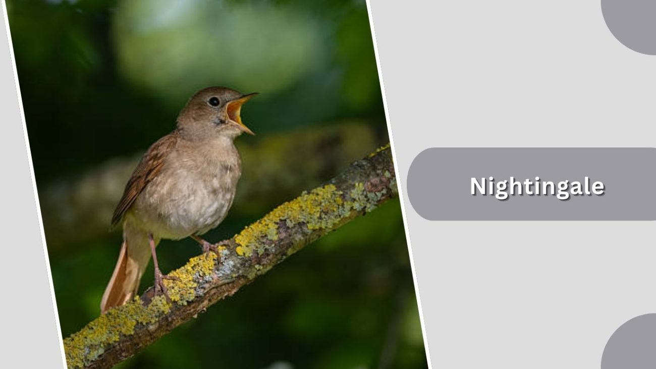 Nightingale