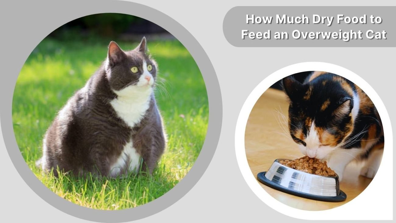 How Much Dry Food to Feed an Overweight Cat