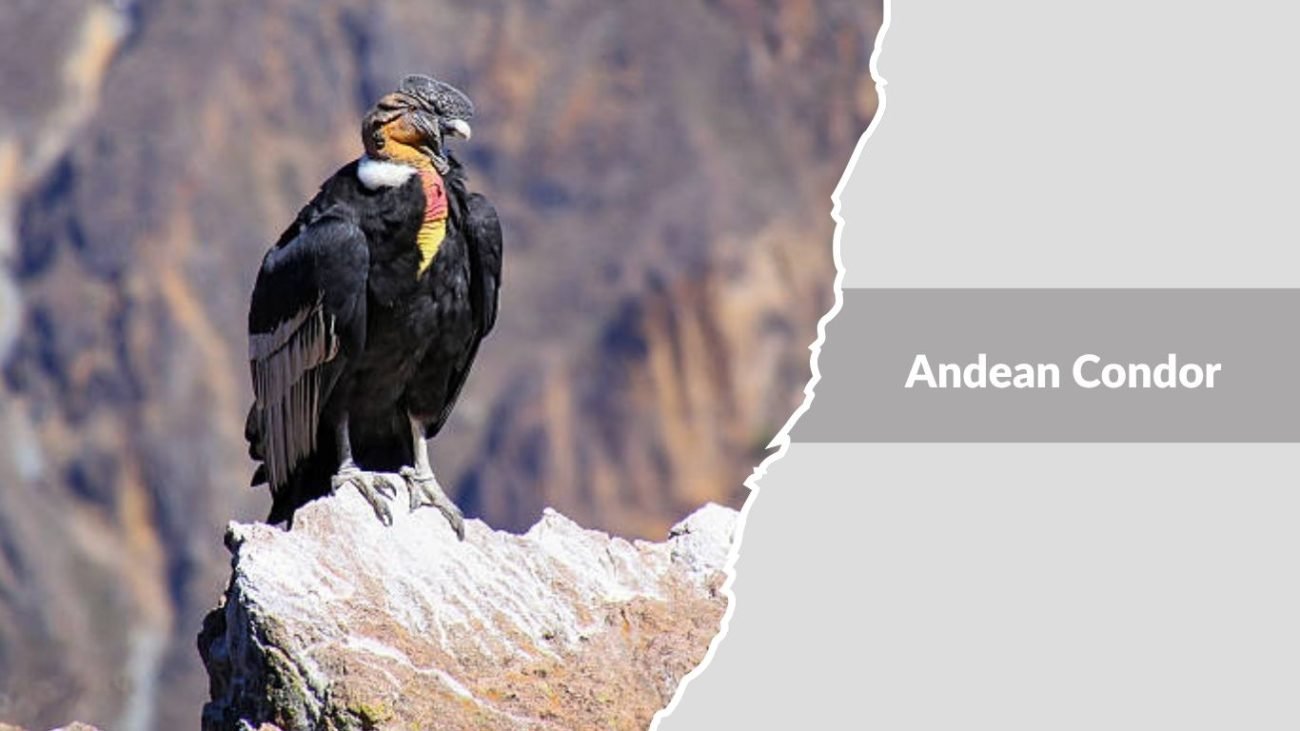 Andean Condor