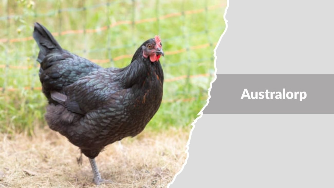 Australorp