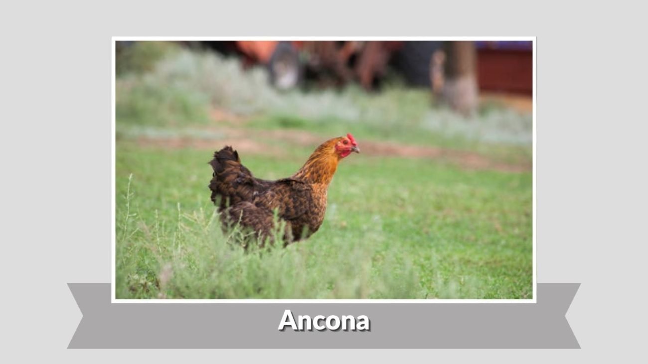 Ancona