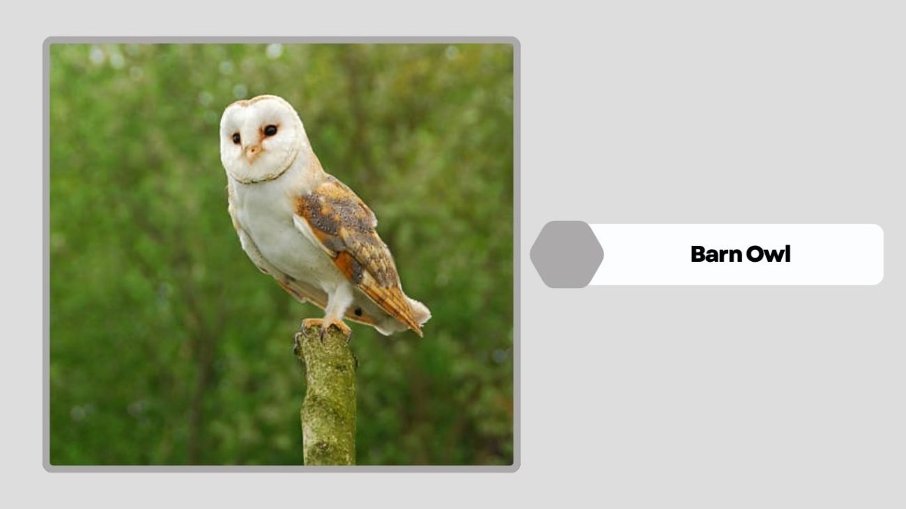 Barn Owl