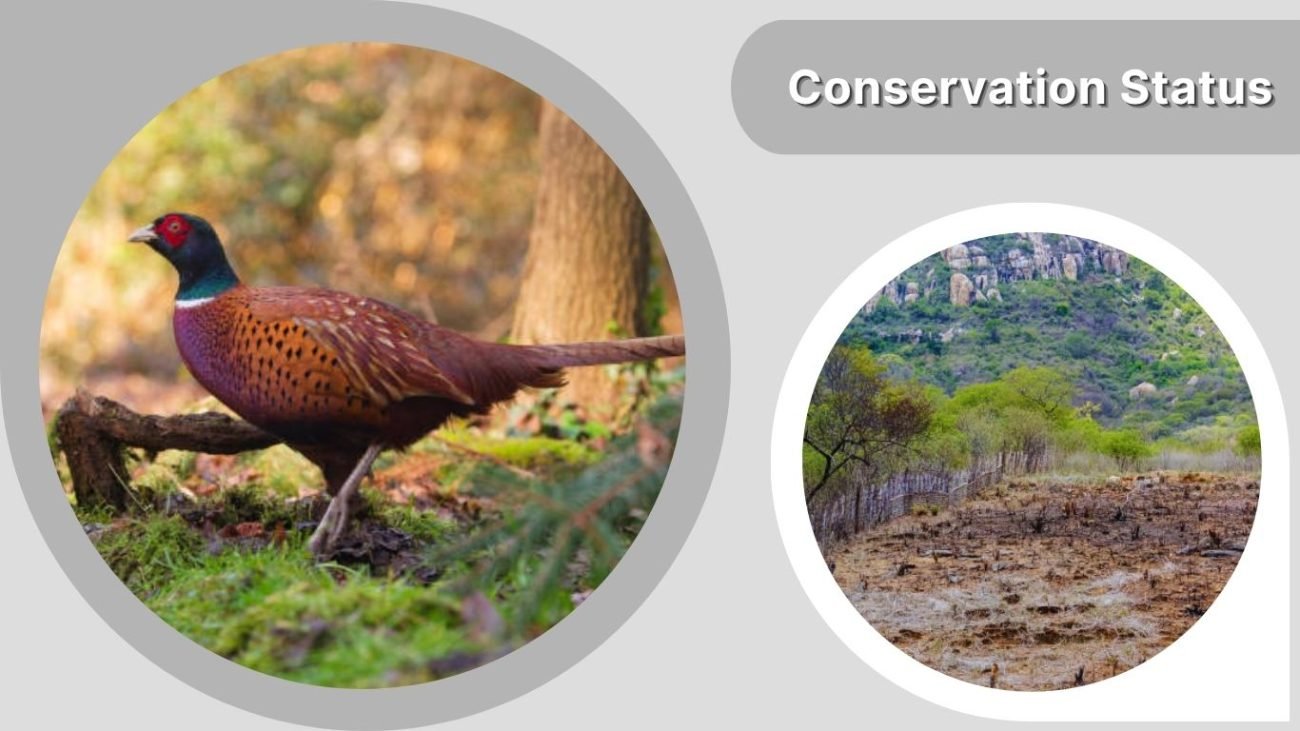 Conservation Status