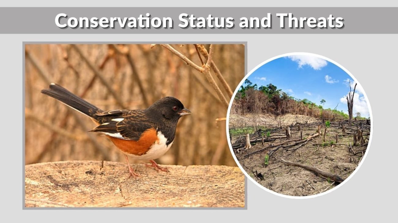 Conservation Status and Threats