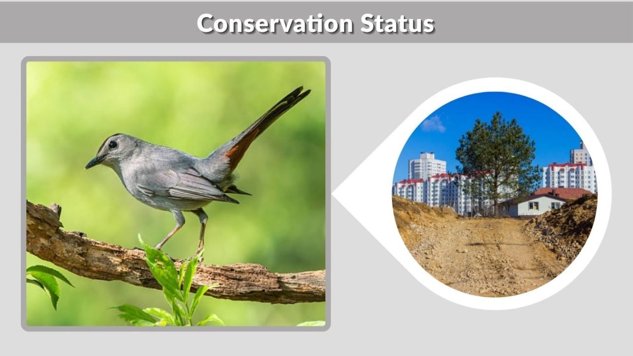 Conservation Status