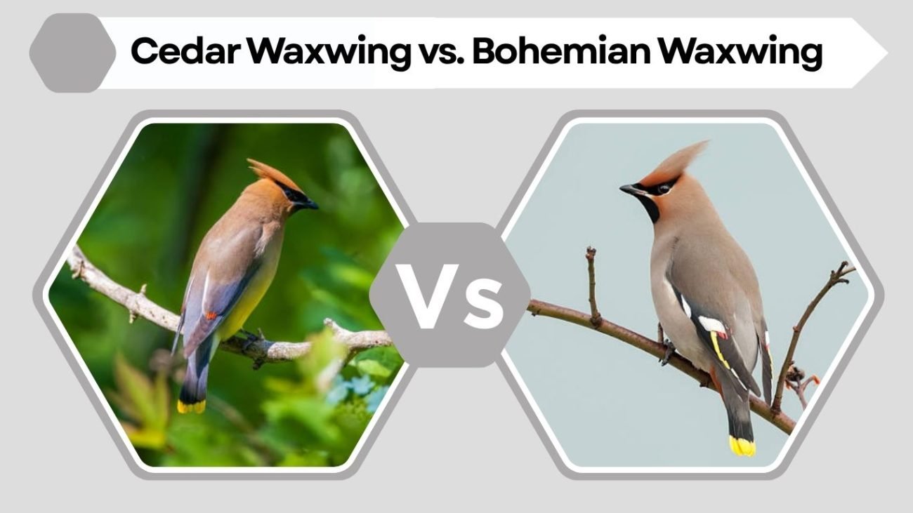 Cedar Waxwing vs. Bohemian Waxwing