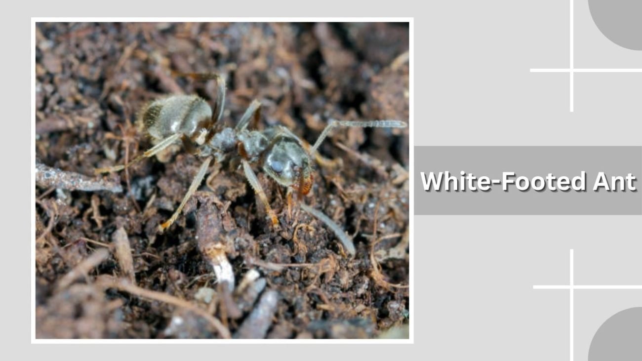 White-Footed Ant