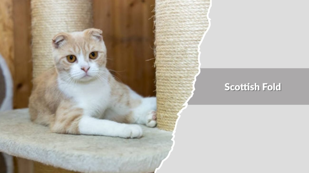 Scottish Fold