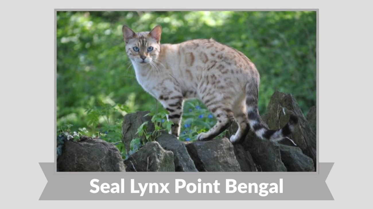 Seal Lynx Point Bengal