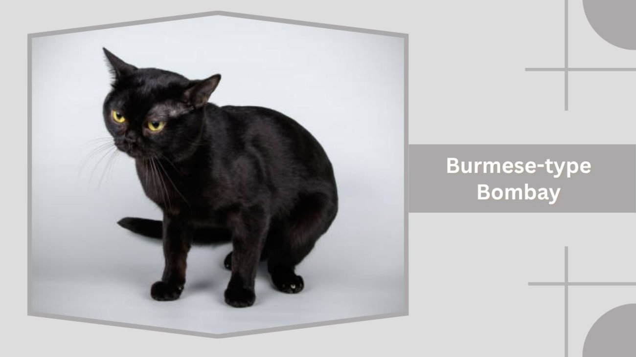 Burmese-type Bombay