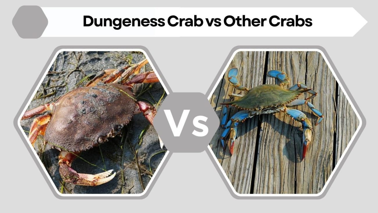 Dungeness Crab vs Other Crabs